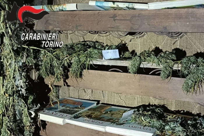 Cannabis a Corio, arrestati marito e moglie: operazione dei Carabinieri di Venaria e Corio